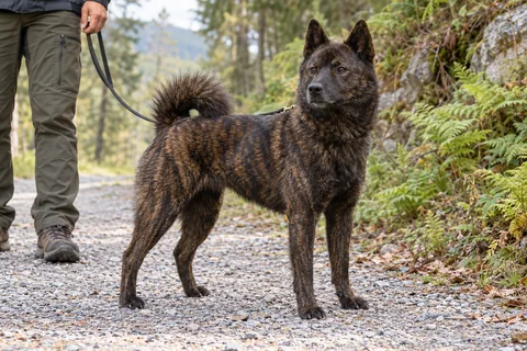 Adult black-brindle Kai Ken on a woodland walk with its owner