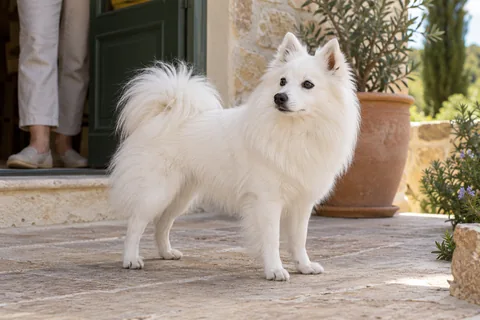 A white Volpino Italiano near a home's entrance.